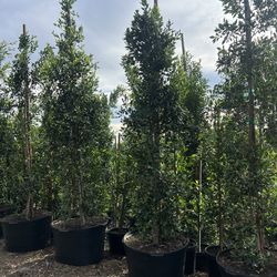 Potted Green Ficus Trees for Sale
