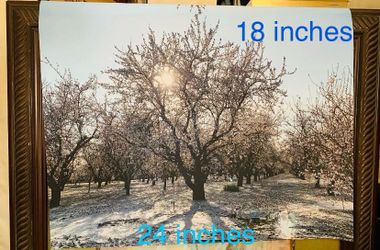 Almond Tree/árbol de almendra Photo 