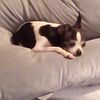 Josie