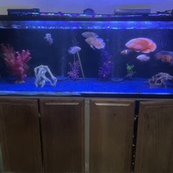 Fish Tank 