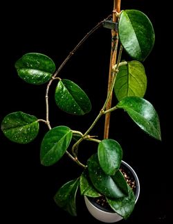 Established Hoya Frescles
