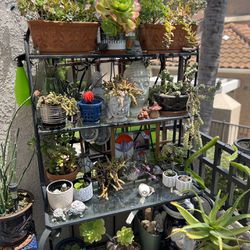Bakers Rack And Potted Succulent Plants 