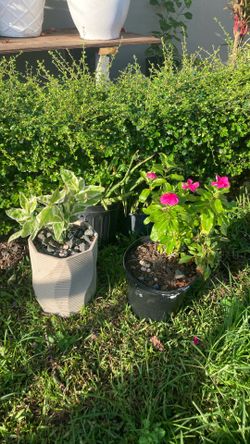 Plant