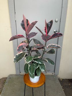 Ficus Elastica Ruby Rubber Plant 6” Pot