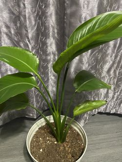 Bird Of Paradise Plant