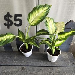 Dieffenbachia Plants