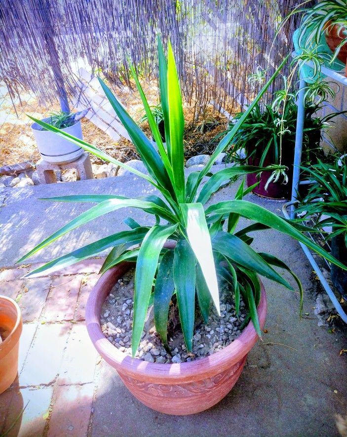 Plant