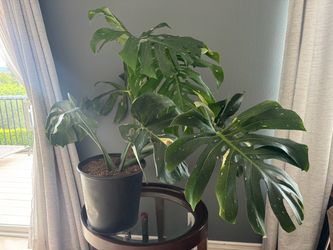 Giant healthy variegated monstera!