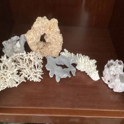 Corals For Sale