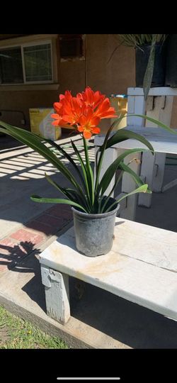 Clivia Plants
