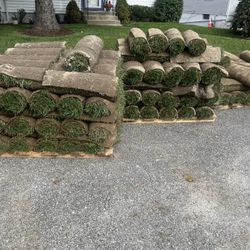 Fresh Sod Cut Every Morning 
