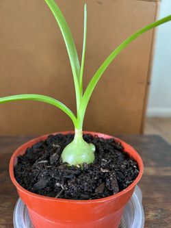 Pregnant Onion Succulent