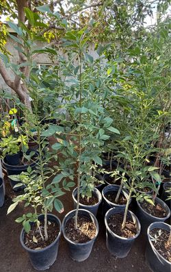 Shamel Ash Trees Or Fresnos In 4F The Tall From the Ground Up $40 Each Price Firm