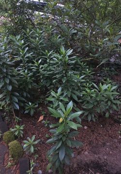 Hedge Plant