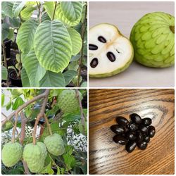 Cherimoya Seeds | Custard Apple | Exotic Sub-Tropical Fruit | 5 Seeds