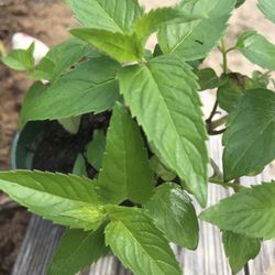 Bee Balm Herb Plant (Monarda) - 3.5 inch pot 