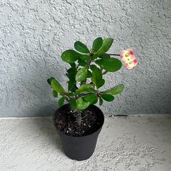 Crown  Of  Thorns  Plant 