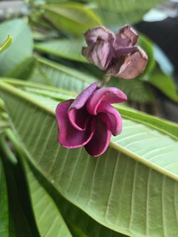 Purple Jack Plumeria cutting 8 inches no roots PRICE IS FIRM