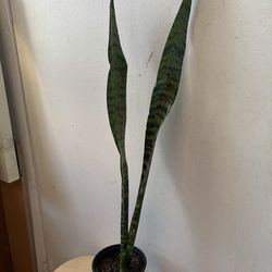 I’m not replying to Hi, is this still available? Res the description Snake plant