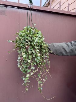 6” xl Hoya Krohniana Eskimo