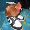 Chicken In Sneakers 