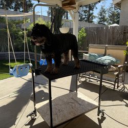 Heavy Duty Large dog grooming table