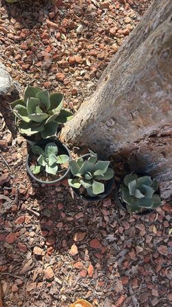 Artichoke Agave Succulent Plants