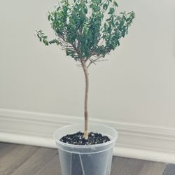Cute Miniature Myrtle Tree 🌳 