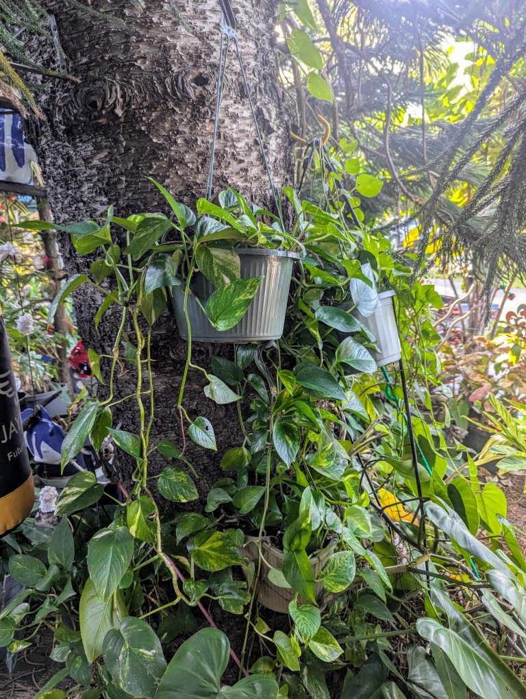 Potted Hanging Pothos Plants Long Vines And Very Healthy. Several Available, $50 For The Longest Ones That Have Vines To The Ground