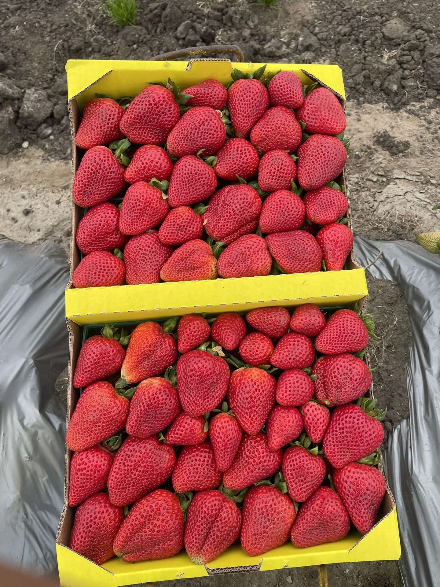 Fresas Strawberry