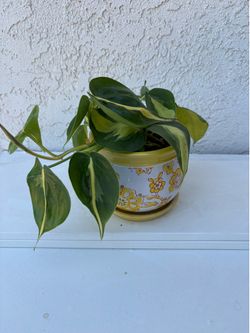 Philodendron Brazil