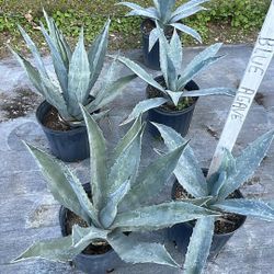 3 Gallons Blue Agave - Drought-Tolerant Desert Succulent 🌵