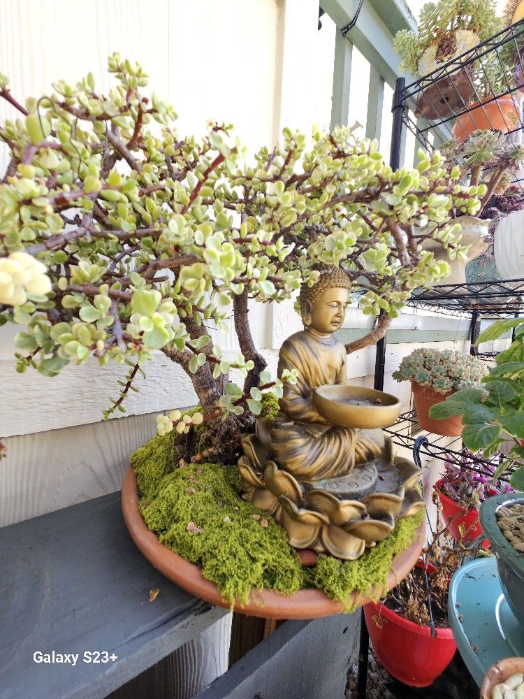 7 Years Bonsai
