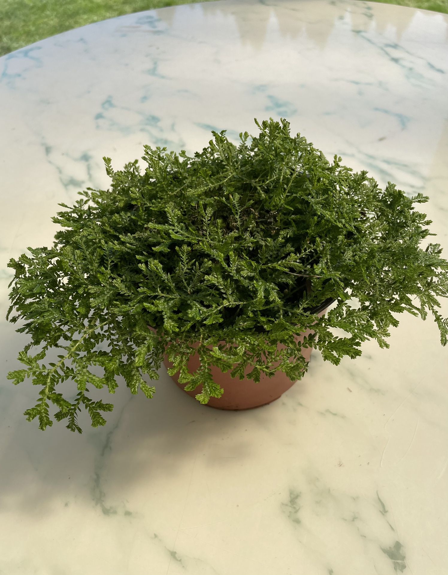 Green Spike Moss ‘Selaginella kraussiana’ (Out/In Door Life Plant)