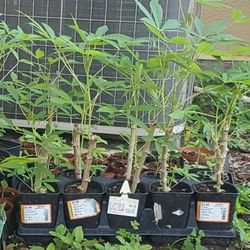 Yuca Plants 