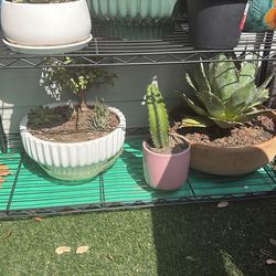 Cactus/agave Plants make an offer  read description