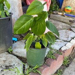Plantas
