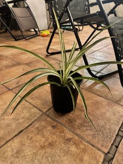 Variegated Spider Plant in Black Pot
