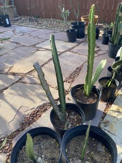 Dragon Fruit Cactus