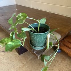 Live Money Plant 