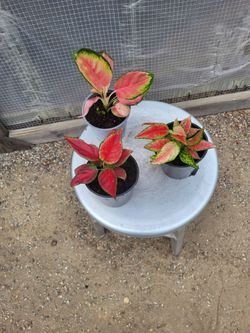 Pink star Chinese Evergreen 4" Nursery Pot $5 each