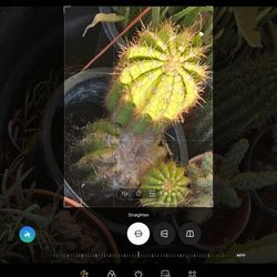 Wide Verity Of Trees And Plants