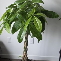 Paricha Good Fortune Money Plant