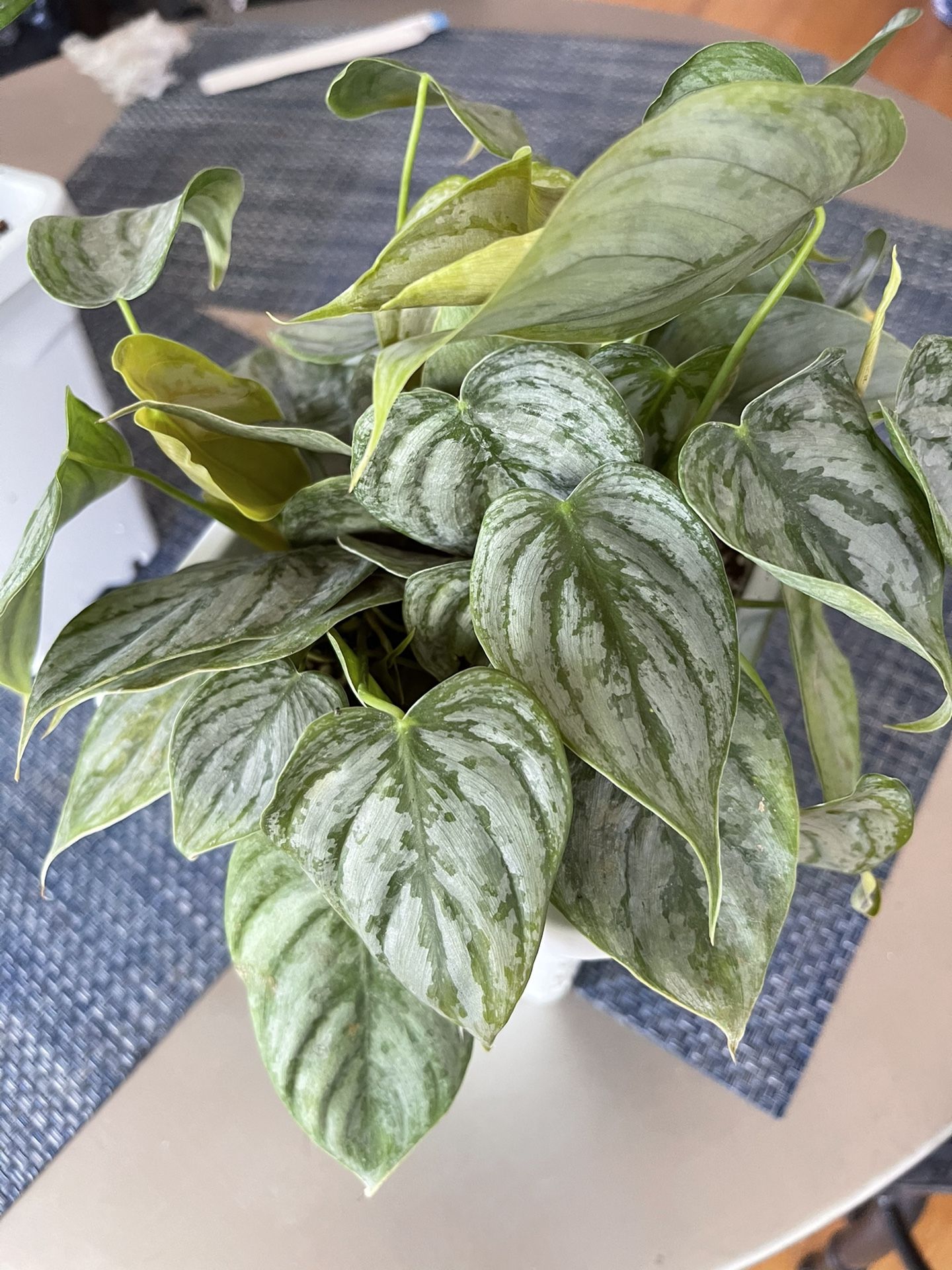 Philodendron brandtianum