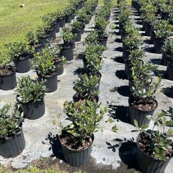 Indian Hawthorne 3 Gallon $9 Each Ready To Deliver