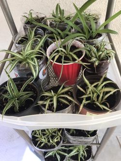 Varios spider plants starting at $1