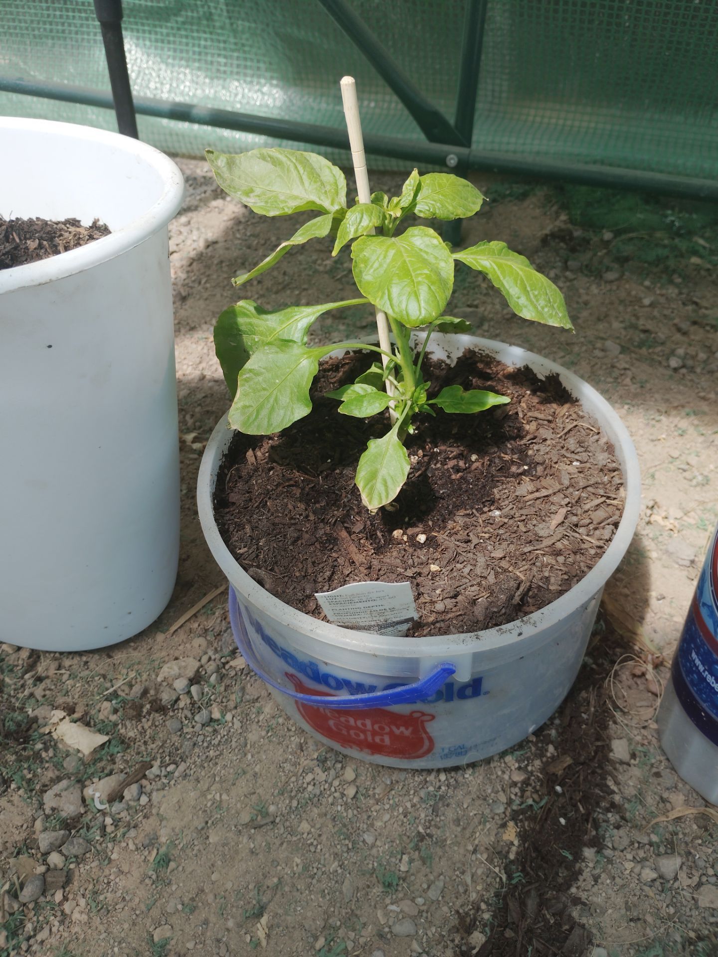 Young Red Ghost Peppér Starter Plant In 1 Gallon Container