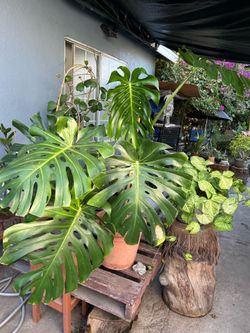 Monstera ojas gigantes plants indoor