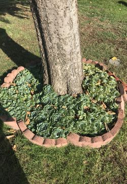 Succulent flower 🌸