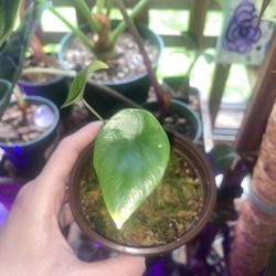 Alocasia Quilted Dream